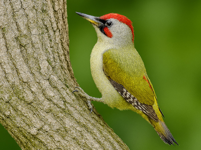 [bpAIQiwFPicus viridisApFEurasian Green WoodpeckerAYafflej